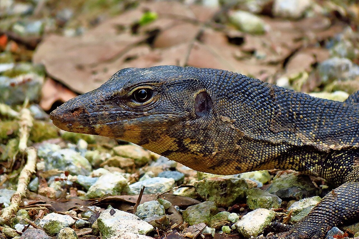 Backyard Shock as Giant Lizard Crashes Peoria Pool Party