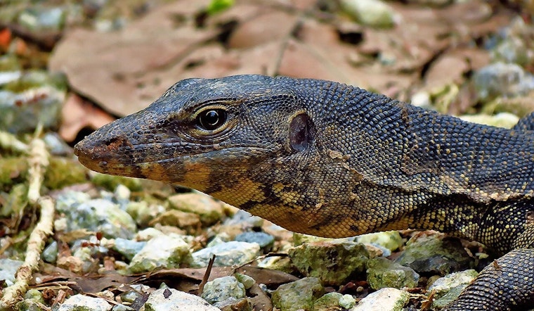 Backyard Shock as Giant Lizard Crashes Peoria Pool Party