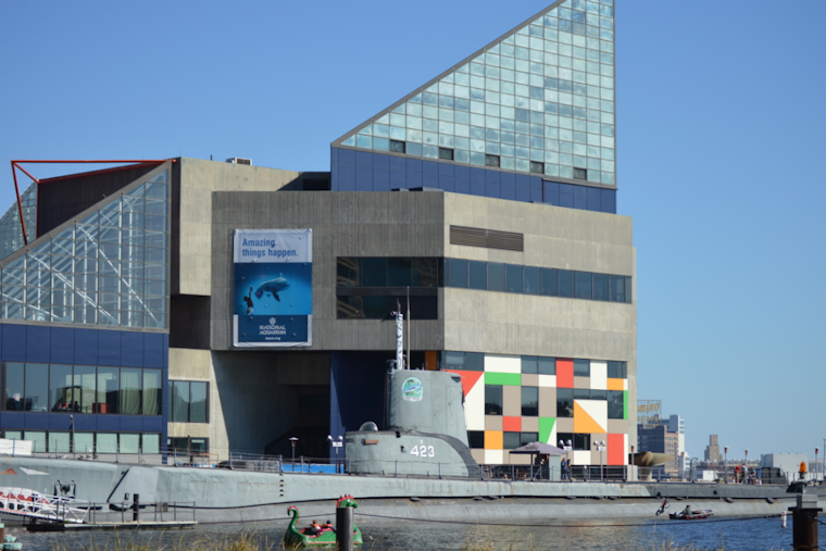 Baltimore's National Aquarium Faces Major Repairs And Dolphin Move