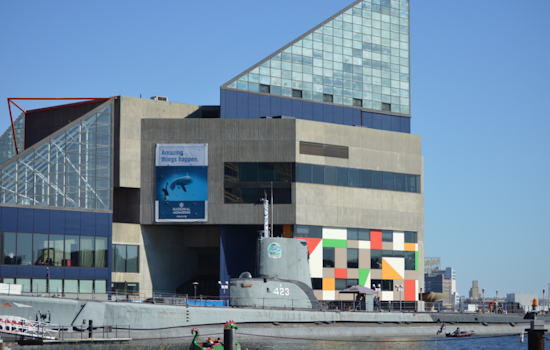 Baltimore's National Aquarium Faces Major Repairs And Dolphin Move
