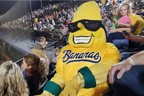 Banana Ball Mania Packs Downtown El Paso As Tickets Vanish