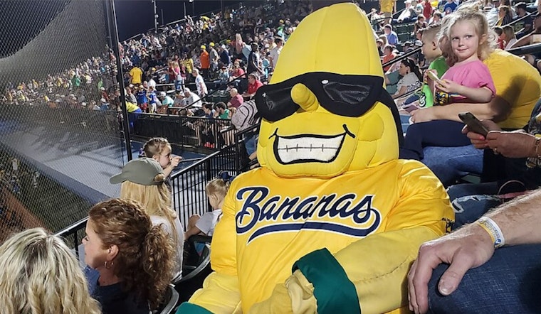 Banana Ball Mania Packs Downtown El Paso As Tickets Vanish