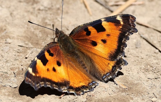 Bay Area Trails Overrun by Swarms of Tiny Orange Butterflies