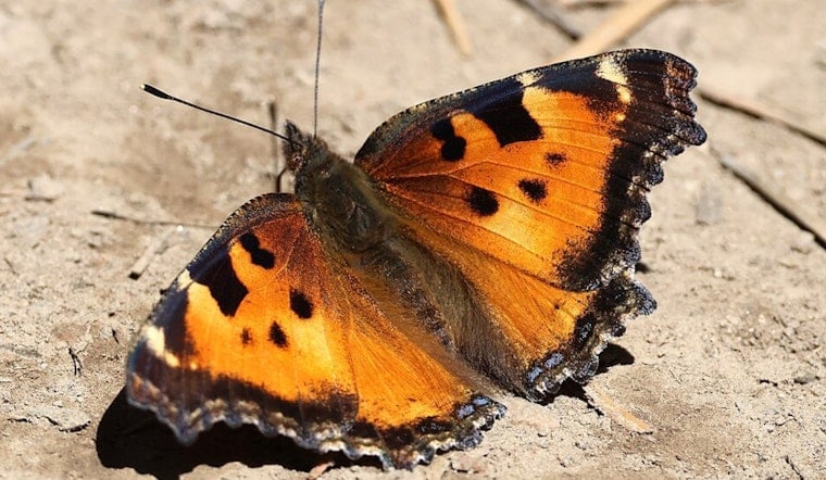 Bay Area Trails Overrun by Swarms of Tiny Orange Butterflies
