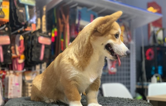 Beach Boulevard Bark Battle: Neighbors Fight Puppy Shop Plan At Tamaya Market