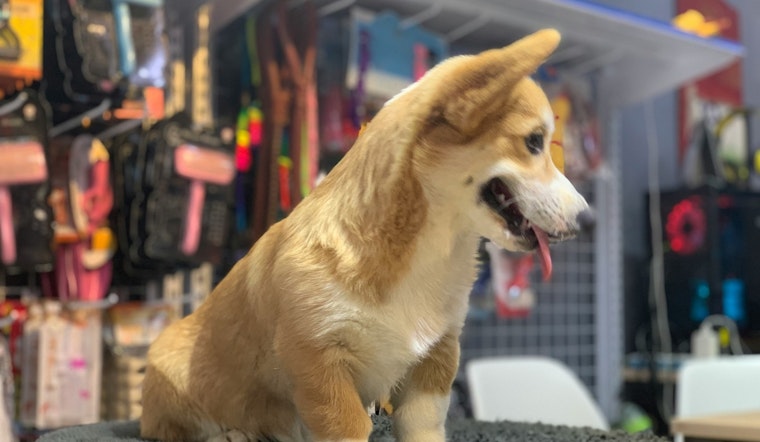 Beach Boulevard Bark Battle: Neighbors Fight Puppy Shop Plan At Tamaya Market