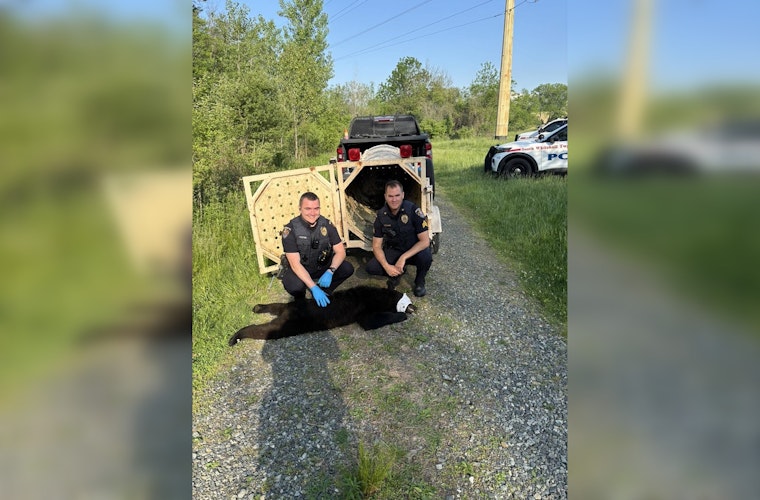 Bear Captured Near Lehigh County Soccer Fields