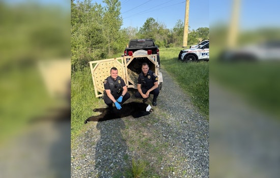 Bear Captured Near Lehigh County Soccer Fields