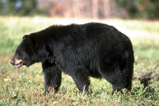 Bear On The Block As Alpharetta Elementary Neighborhood Braces