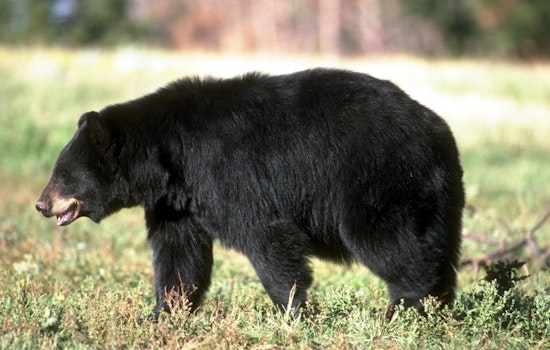 Bear On The Block As Alpharetta Elementary Neighborhood Braces