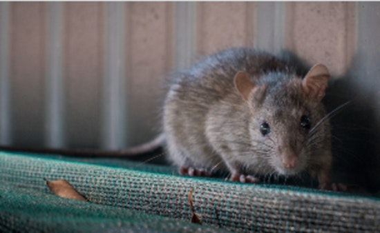 Bensenville Neighbors Demand Action Over Rat Problem
