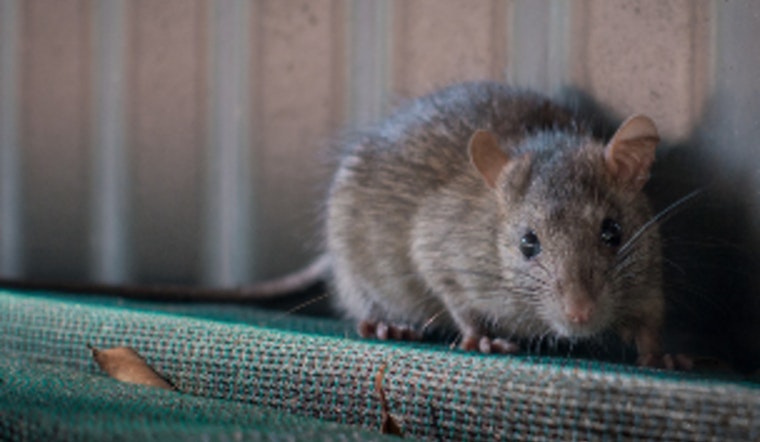 Bensenville Neighbors Demand Action Over Rat Problem
