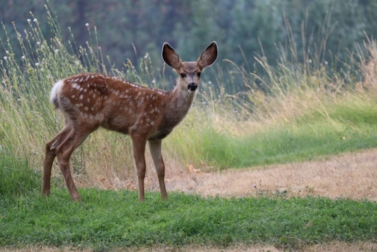 Beverly Hills Block On Edge As Protective Doe Charges Locals