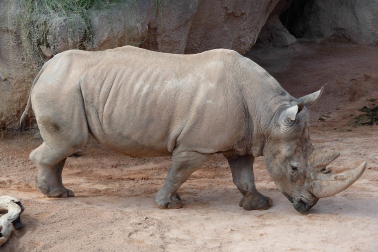 Big Bucks, Bigger Horns: Milwaukee Zoo Unveils $22.6M Rhino Care Hub