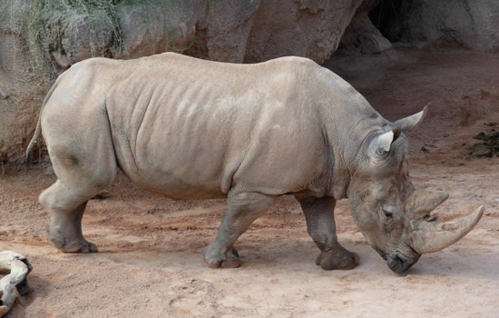 Big Bucks, Bigger Horns: Milwaukee Zoo Unveils $22.6M Rhino Care Hub