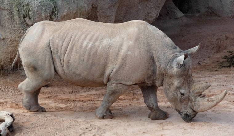 Big Bucks, Bigger Horns: Milwaukee Zoo Unveils $22.6M Rhino Care Hub