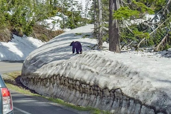 Bizarre Bear Behavior Shuts Prime Wonderland Stretch By Narada Falls