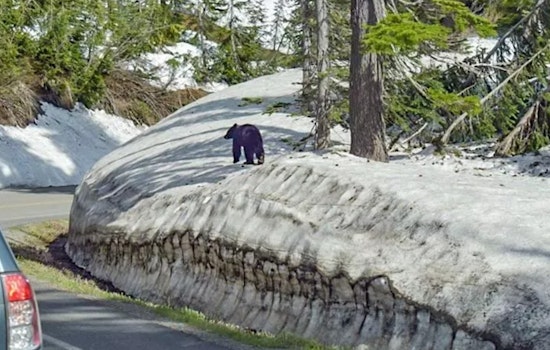 Bizarre Bear Behavior Shuts Prime Wonderland Stretch By Narada Falls