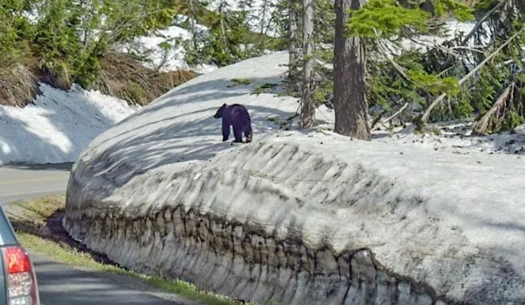 Bizarre Bear Behavior Shuts Prime Wonderland Stretch By Narada Falls