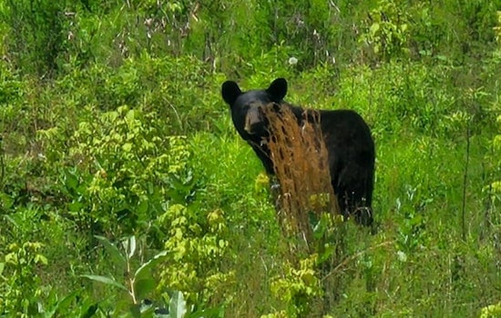 Black Bear on the Loose Near Detwiler and Gehman Jolts Towamencin