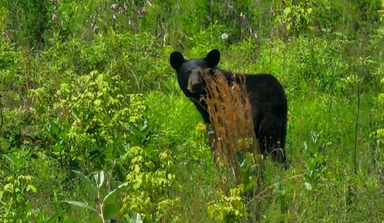 Black Bear on the Loose Near Detwiler and Gehman Jolts Towamencin