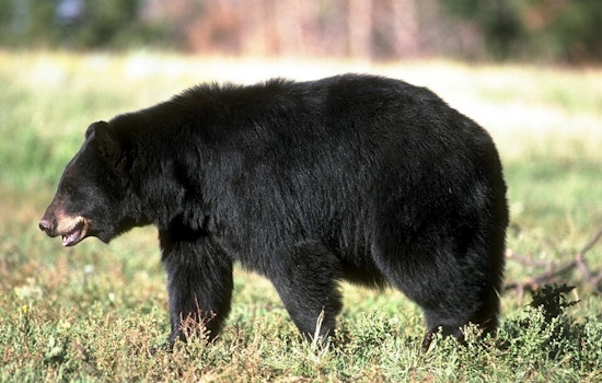 Black Bears Wander Into Elk River Driveway
