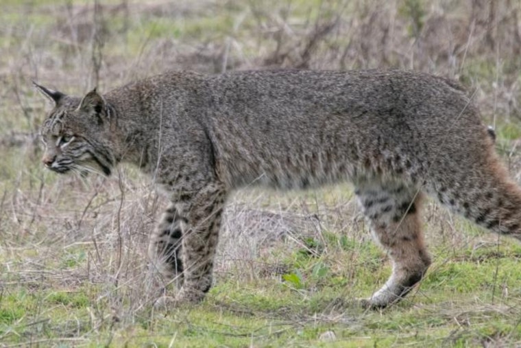 Bobcat On The Prowl Near South Holly And Dry Creek Rattles Centennial