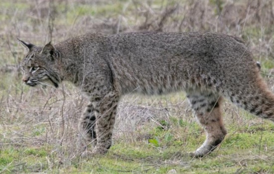 Bobcat On The Prowl Near South Holly And Dry Creek Rattles Centennial