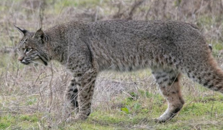 Bobcat On The Prowl Near South Holly And Dry Creek Rattles Centennial