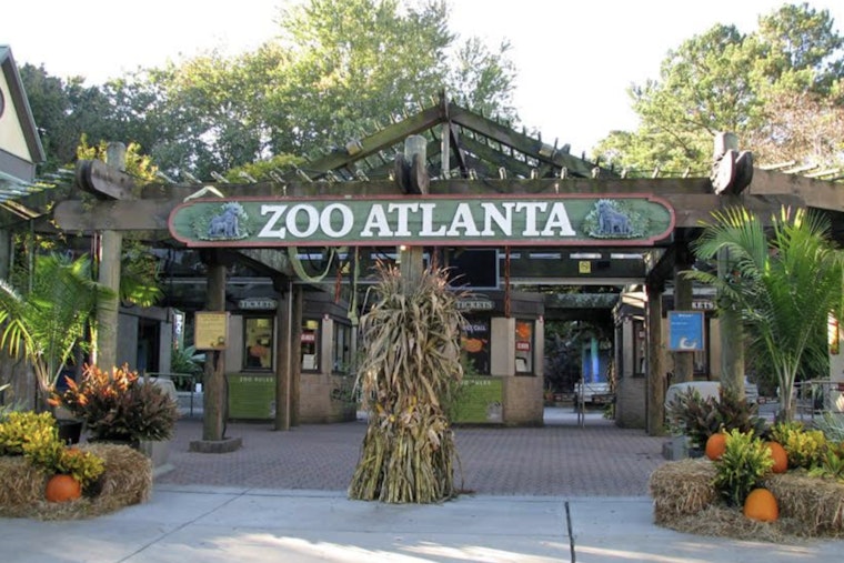 Bomb Hoax Chaos Empties Zoo Atlanta On Saturday Afternoon
