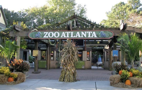 Bomb Hoax Chaos Empties Zoo Atlanta On Saturday Afternoon