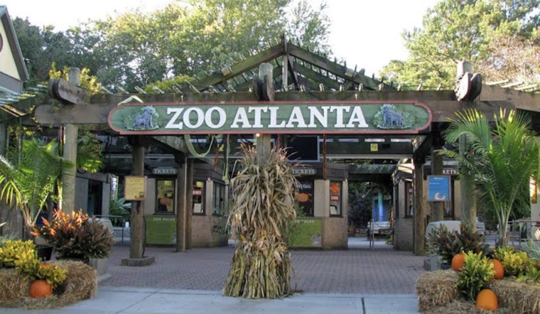 Bomb Hoax Chaos Empties Zoo Atlanta On Saturday Afternoon