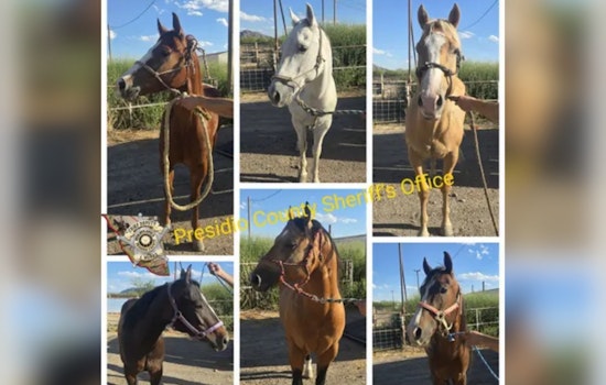 Border Horse Haul: Six Suspected Smuggled Steeds Seized on FM 170
