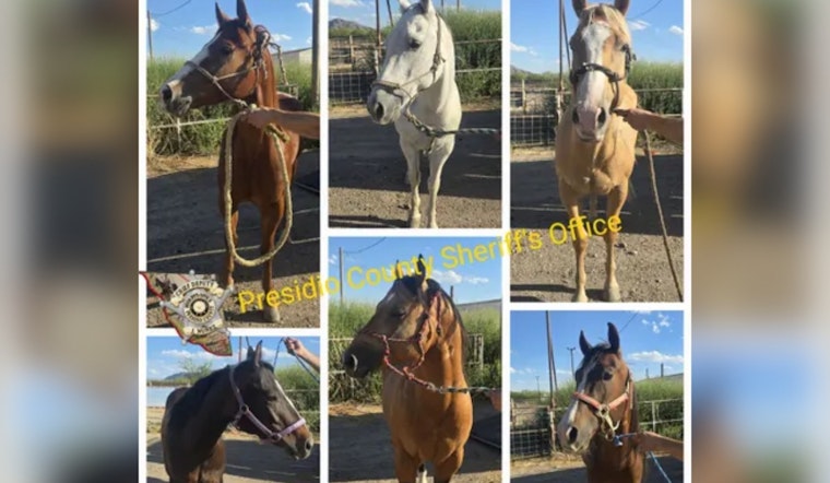 Border Horse Haul: Six Suspected Smuggled Steeds Seized on FM 170