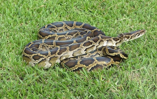 Brazen Vultures Bust Burmese Python Nest In Broward Everglades