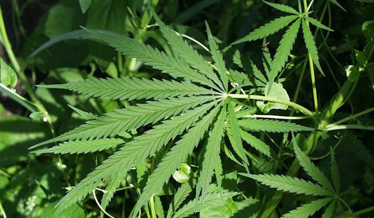 Bronx Eviction Raid Uncovers Secret Pot Jungle In Pelham Parkway Apartment