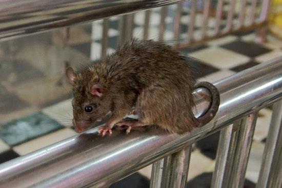 Bronx Mom Says Rats Have Seized Her Concourse Village Apartment