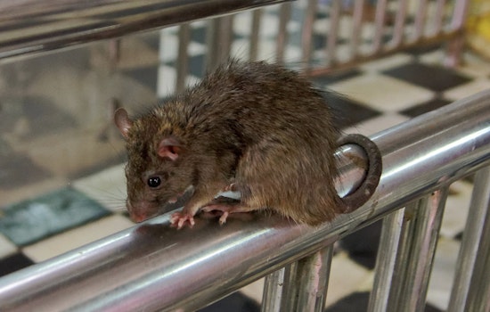 Bronx Mom Says Rats Have Seized Her Concourse Village Apartment