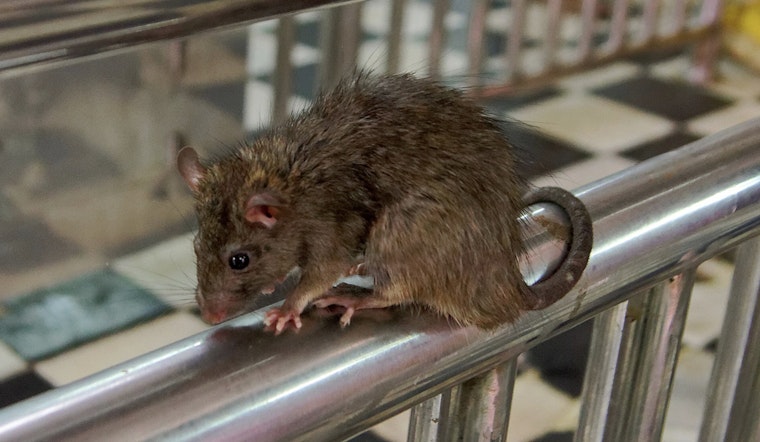 Bronx Mom Says Rats Have Seized Her Concourse Village Apartment
