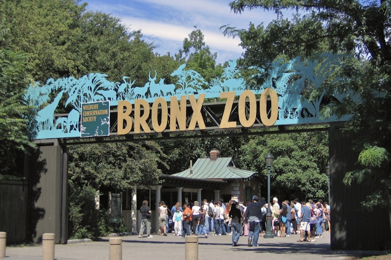 Bronx Zoo Croc Bites Keeper’s Arm During Routine Feeding