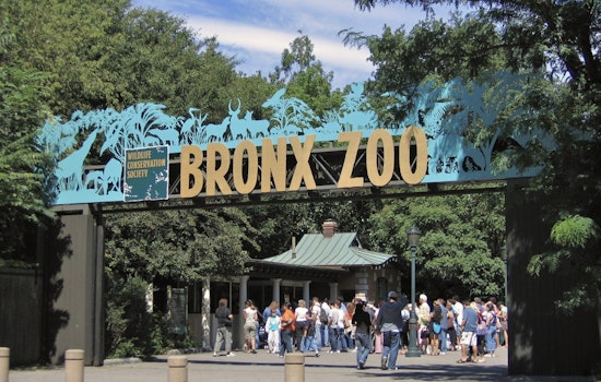 Bronx Zoo Croc Bites Keeper’s Arm During Routine Feeding