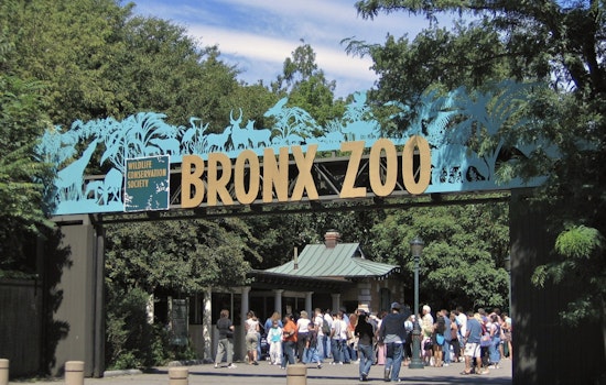 Bronx Zoo Heartbreak As Happy The Elephant Is Put Down At 55