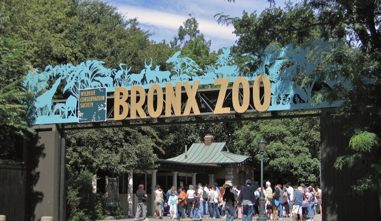 Bronx Zoo Heartbreak As Happy The Elephant Is Put Down At 55