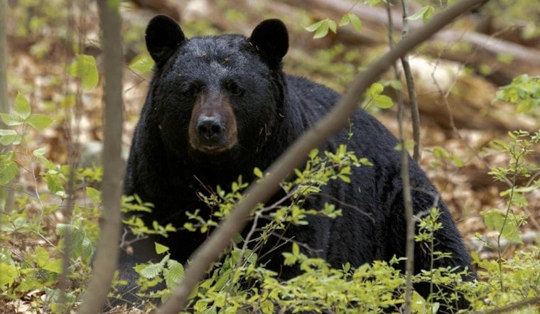 Buncombe Bear Standoff Ends With Six Shot After Wave Of Bold Home Break-Ins