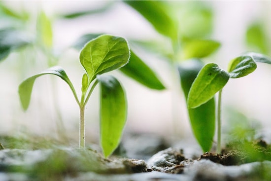 Burton Lettuce Empire Sprouts $5 Million Greenhouse Gambit
