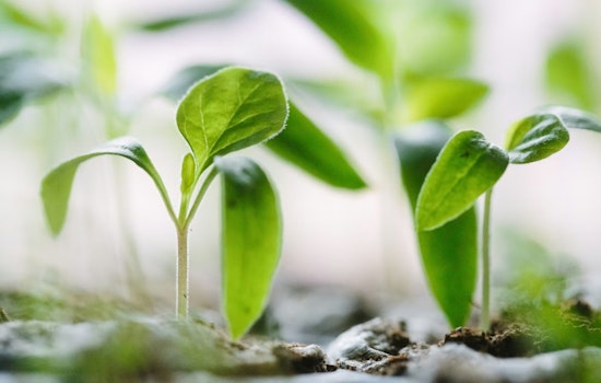Burton Lettuce Empire Sprouts $5 Million Greenhouse Gambit