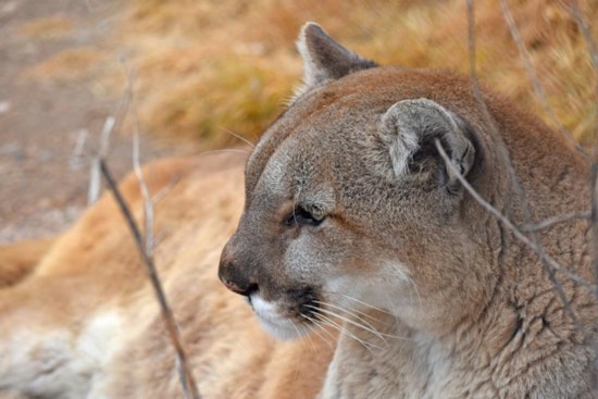 Centennial Family’s Ring Cam Snaps Chilling Midnight Mountain Lion Stroll
