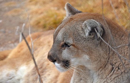 Centennial Family’s Ring Cam Snaps Chilling Midnight Mountain Lion Stroll