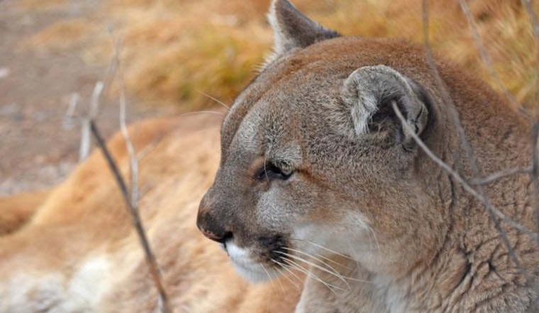 Centennial Family’s Ring Cam Snaps Chilling Midnight Mountain Lion Stroll