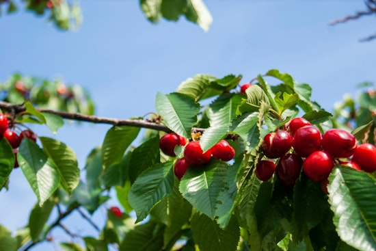 Cherry Carnage In San Joaquin As Spring Rains Wreck Local Harvest